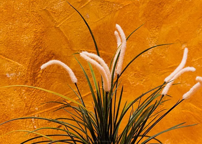 Casa Conchilla, La Casita